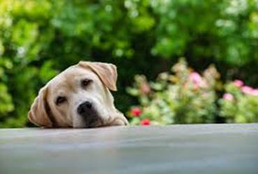 chien