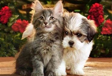 photo-de-chien-et-chat-84