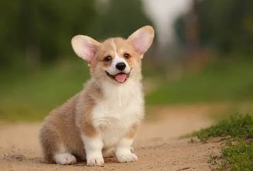 Corgi