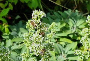 Butinage d'origan en fleur