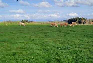 Vaches et veaux