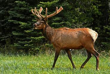 Brâme du cerf