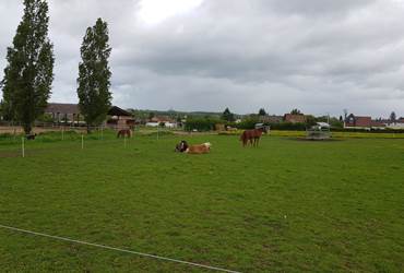 CHEVAUX LA FERME DU BOIS DIEU