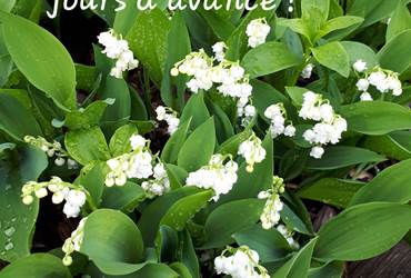 Le muguet est arrivé avec 10 jours d'avance - Moncoutant