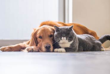supplément animaux