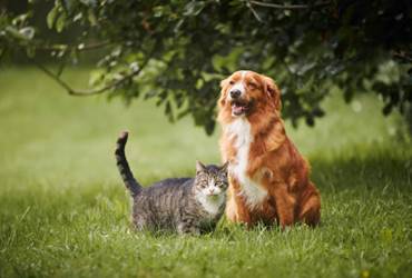 istockphoto-1497909628-612x612