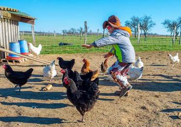 danse avec les poules