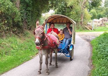 Attelage âne baché avec panier pique nique  2 adultes + 1 enfant