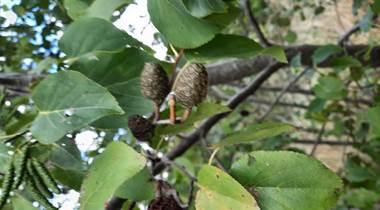 30.08.2026 - Salix cordata 09 Manants