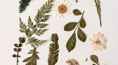 Herbier 1