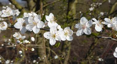 17.05.2026 - Prunus spinoza Prunelier 03 Motte du Manant