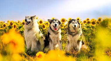 Nos Chiens