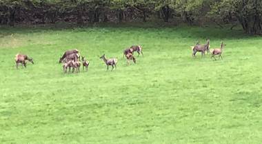 BICHES ET CERFS A MAYREGNE VALLEE D'OUEIL