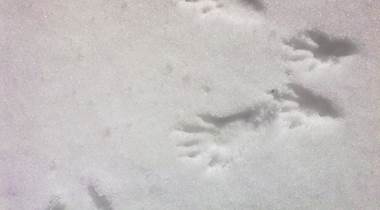 Empreintes d'écureuil dans la neige