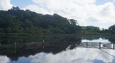 La Mangrove