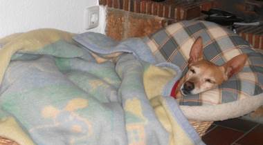 Filou