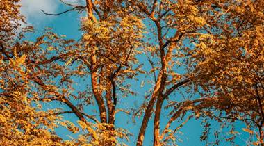 Arbre et histoire 1