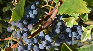 Les grands vins de Cahors