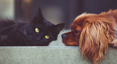 dog-g62d2104ad_1920