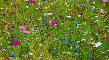 fleurs des champs