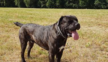 iambo Cane Corso le chien de la maison