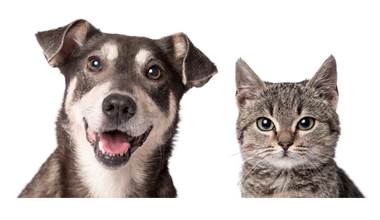 Animaux