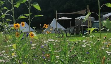Camping amongst the flowers