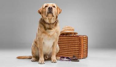 chien bienvenu