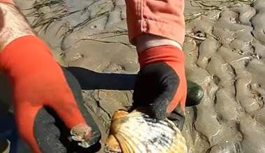 Monsieur JEAN - coquille st jacques- à la recherche des bivalves