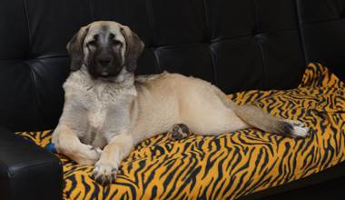 Chiot Kangal