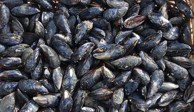 Monsieur JEAN-moules sauvages