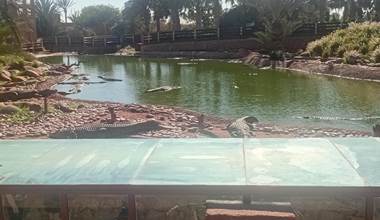 CROCODELS