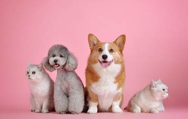 pets-3715733_1920