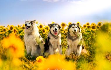 Nos Chiens