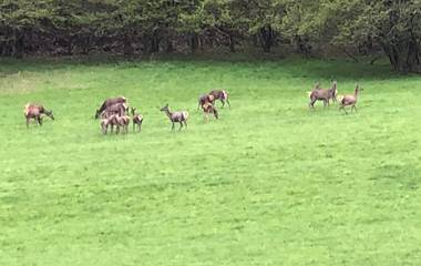 BICHES ET CERFS A MAYREGNE VALLEE D'OUEIL