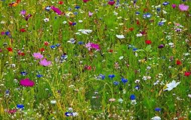 fleurs des champs