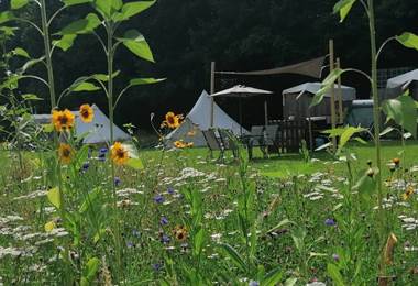 Camping amongst the flowers