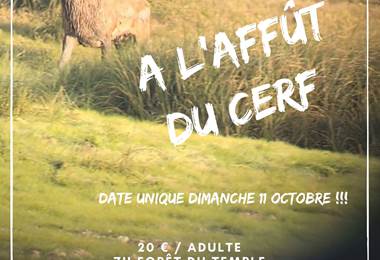 Affût cerf _20261003_011245_0000