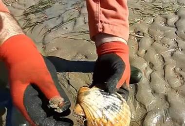 Monsieur JEAN - coquille st jacques- à la recherche des bivalves