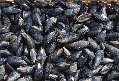 Monsieur JEAN-moules sauvages