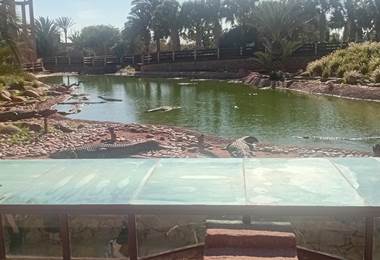 CROCODELS