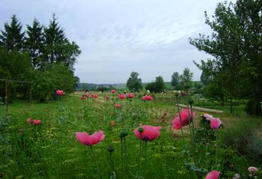 DSC00248