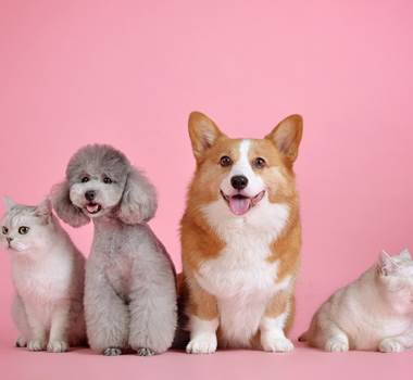pets-3715733_1920