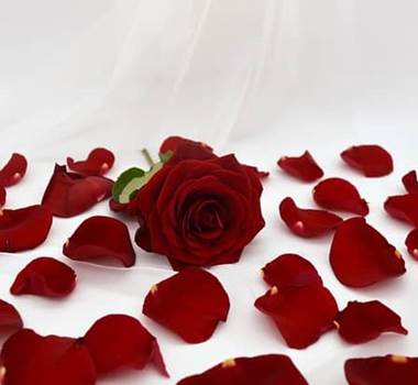 petale-rose