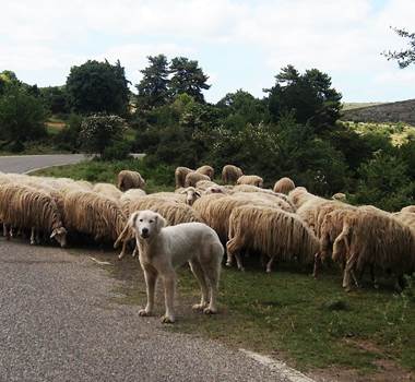 Transhumance Pyrénées