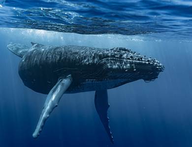 DRX-Photographie-_baleine_Day-12