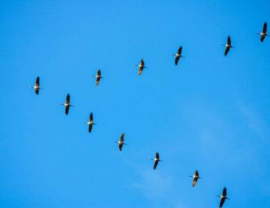 guide-nature-observation-oiseaux-morvan