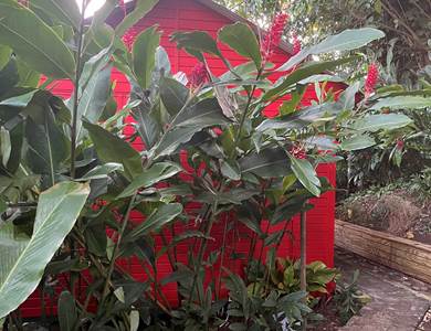bungalow cocotier au milieu du jardin tropical