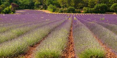 Champs de lavandes