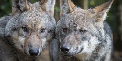 Photographie-Alain-Thimmesch-Loups-13102016-99-around